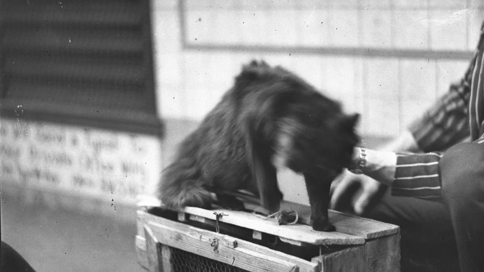 Persian cat photographed in a Sydney studio in September 1934, by Sam Hood