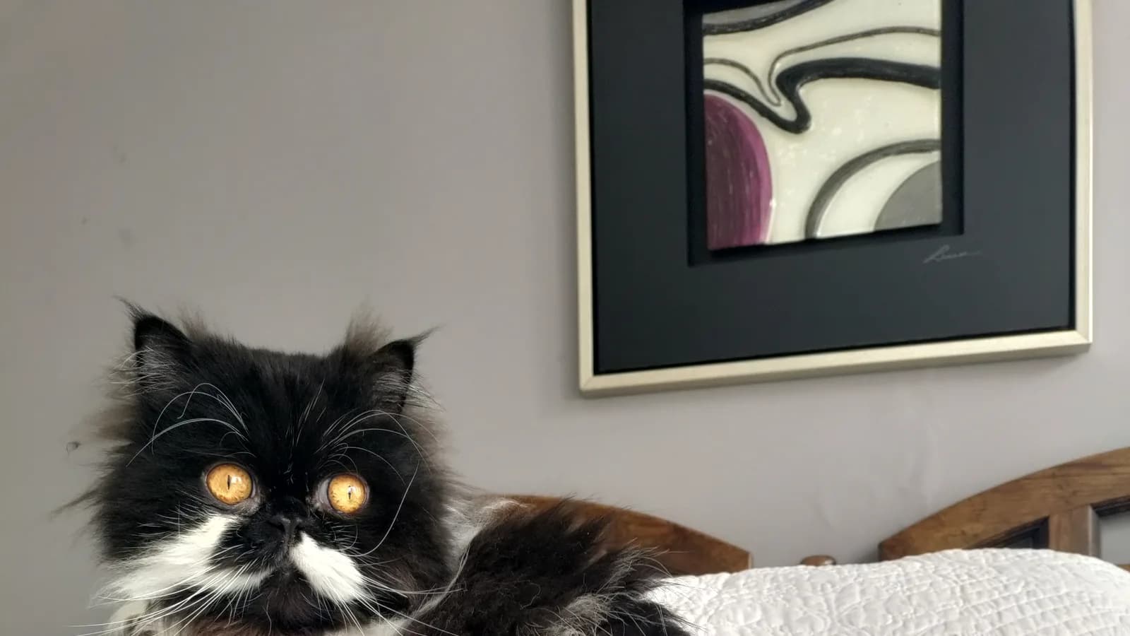 Black and white Persian resting indoors beside framed art, the calm household the allergy question lives in