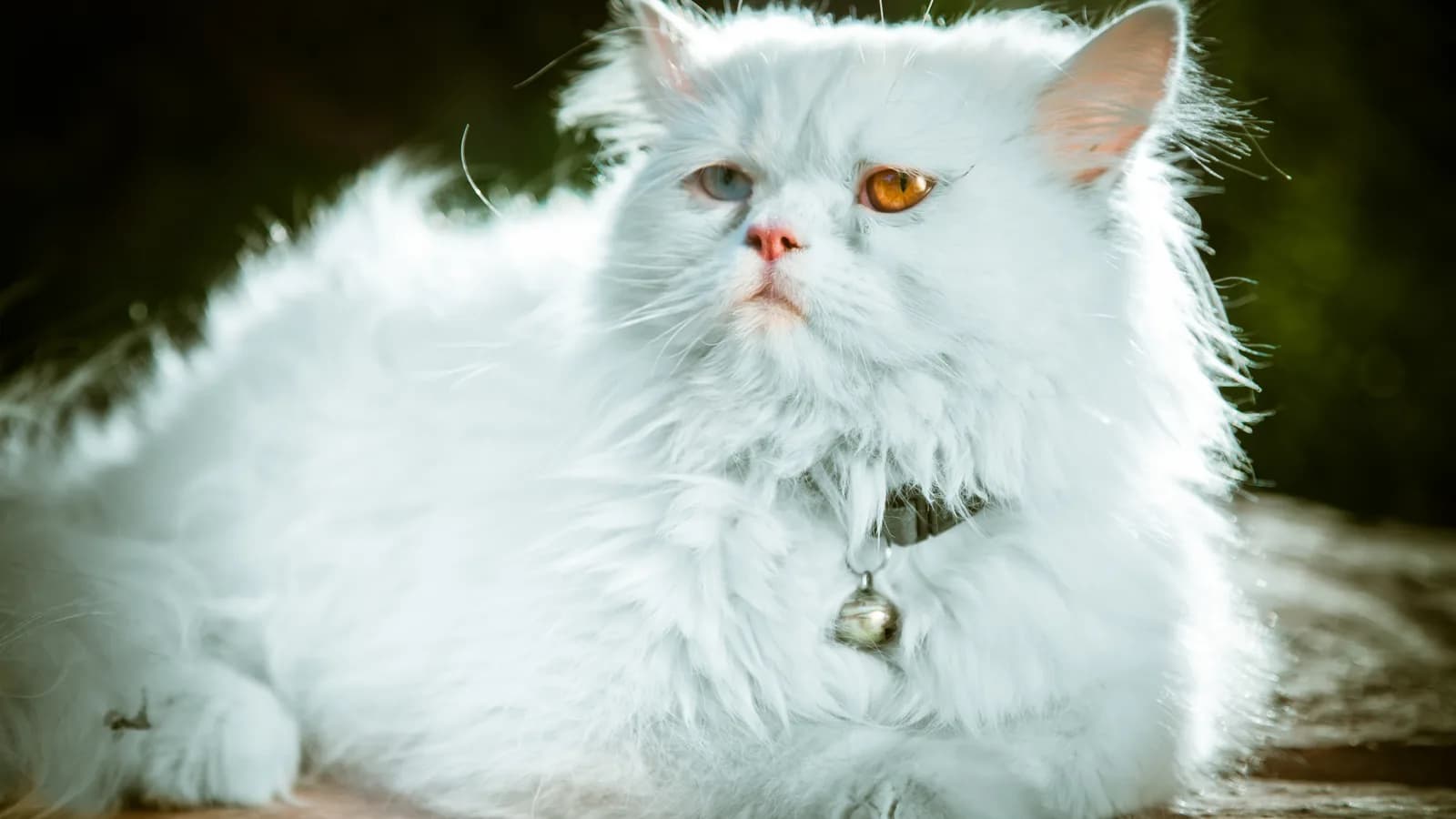 White Persian with copper eyes lounging in dramatic light, a cat waiting for a royal name