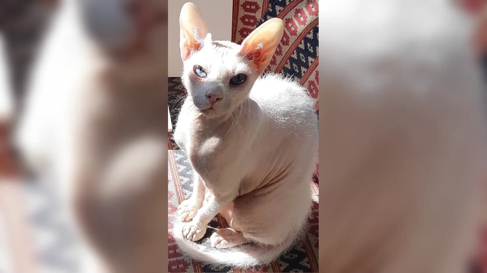 White brush-coat Peterbald, one of the five coat classes that separate this breed from every other bald cat