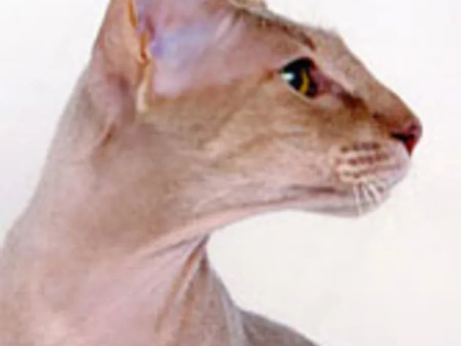 Hairless Peterbald in profile against a white background, wrinkled skin and large ears
