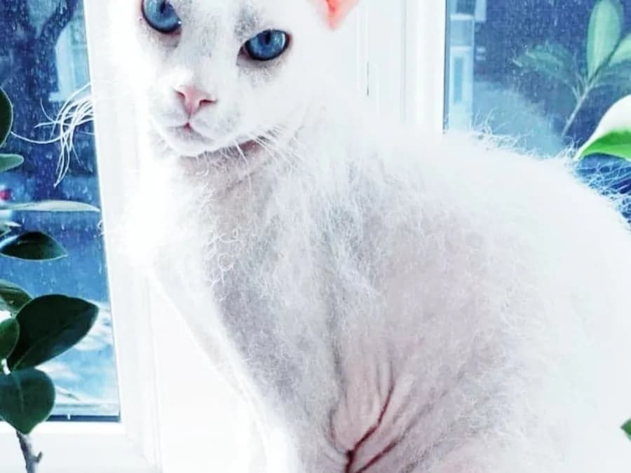 White Peterbald cat with blue eyes and sparse velvety fuzz, sitting by a bright window