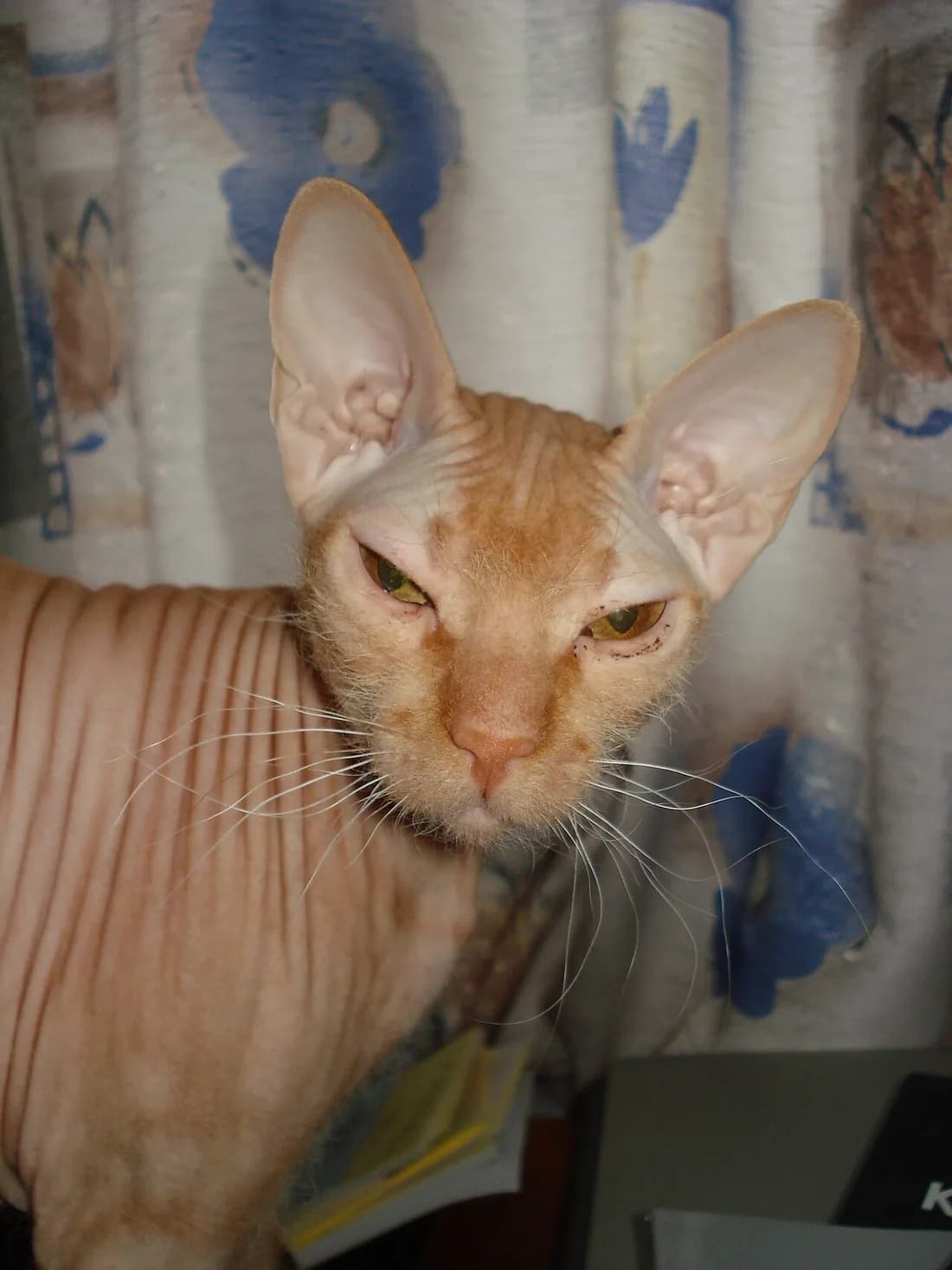 Hairless Peterbald close-up, wrinkled peach-toned skin and large bat-like ears