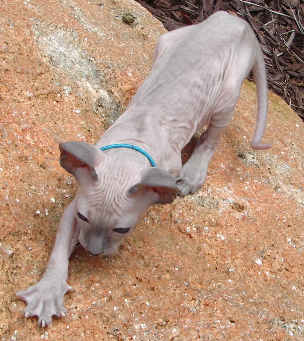 Hairless wrinkled Peterbald cat wearing a blue collar, climbing down a rock