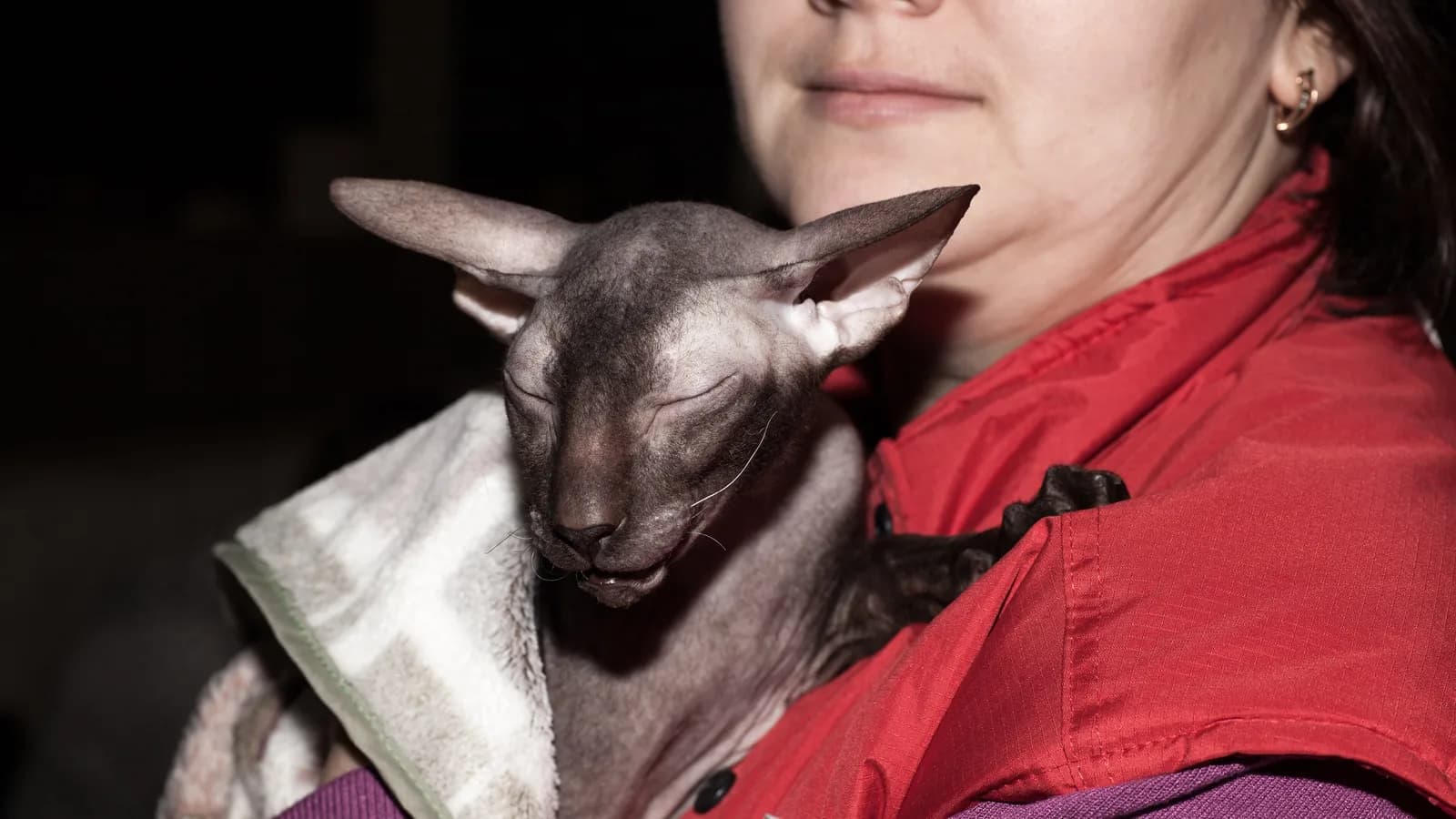 Hairless gray Peterbald wrapped in a blanket, held against its owner's shoulder
