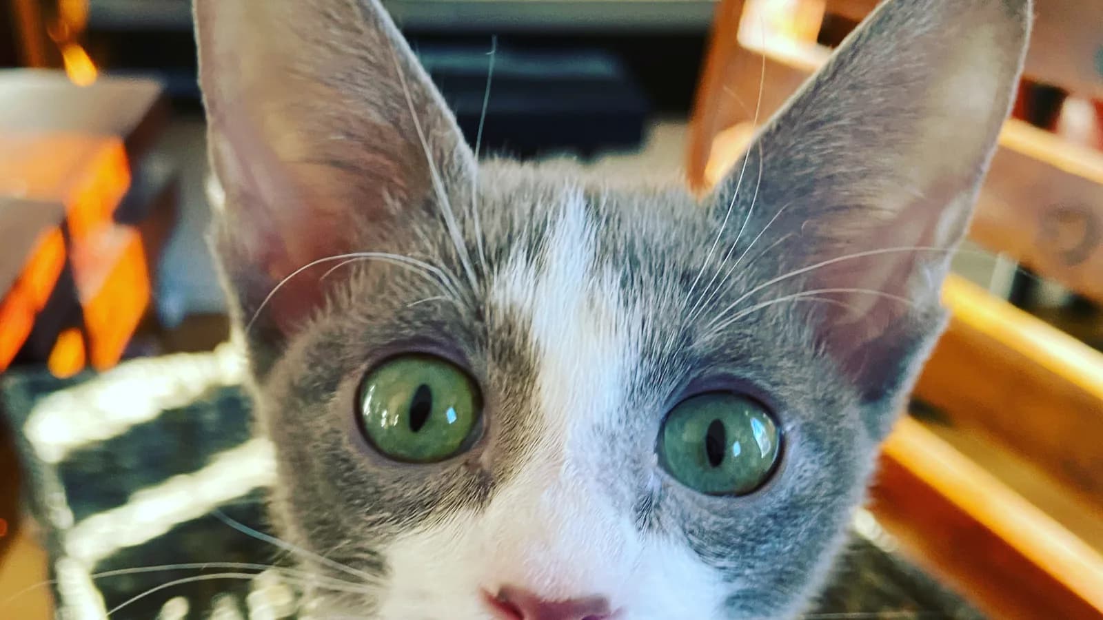 Straight-coat lilac Peterbald kitten with green eyes, the fully coated end of the ladder that prices by coat class