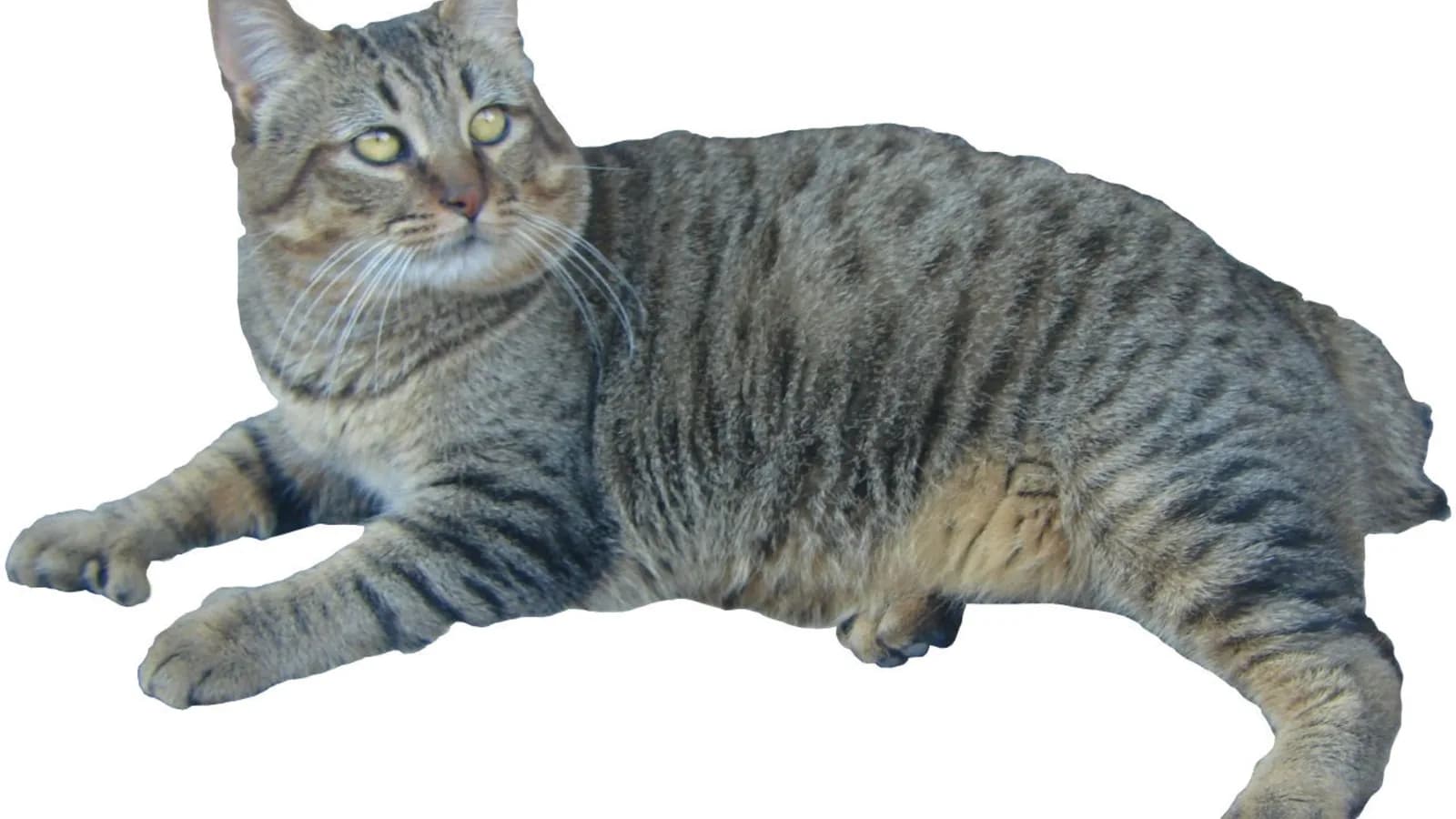 Full-body Pixie-bob showing the brown spotted tabby coat and bobbed tail the legend attributes to bobcats