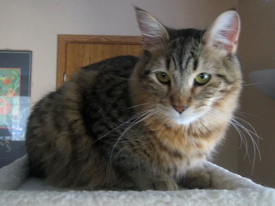 Brown marbled Pixie-bob lying on a cat tree, wild lynx-like face
