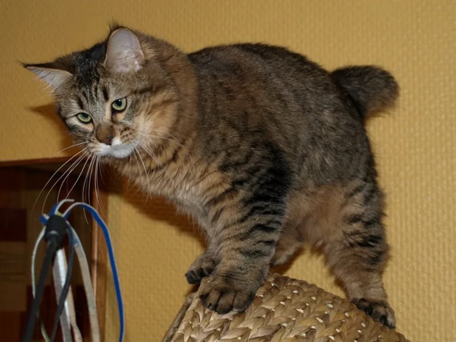 Brown spotted Pixie-bob cat standing on a woven basket, short bobbed tail raised