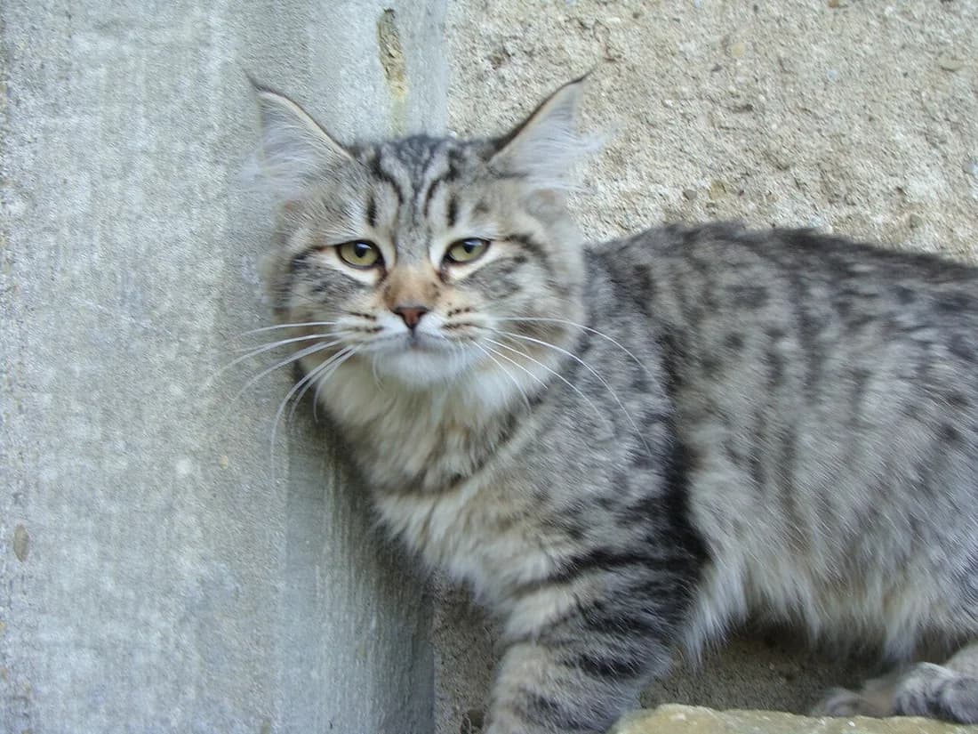 Spotted Pixie-bob against a concrete wall, tufted ears and a wild bobcat-like coat