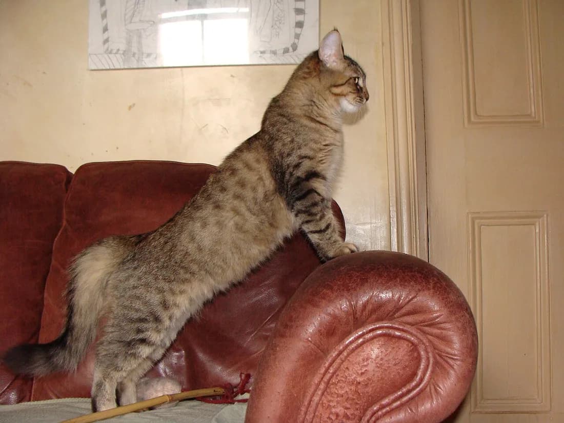 Tabby Pixie-bob cat standing upright on its hind legs on a leather sofa