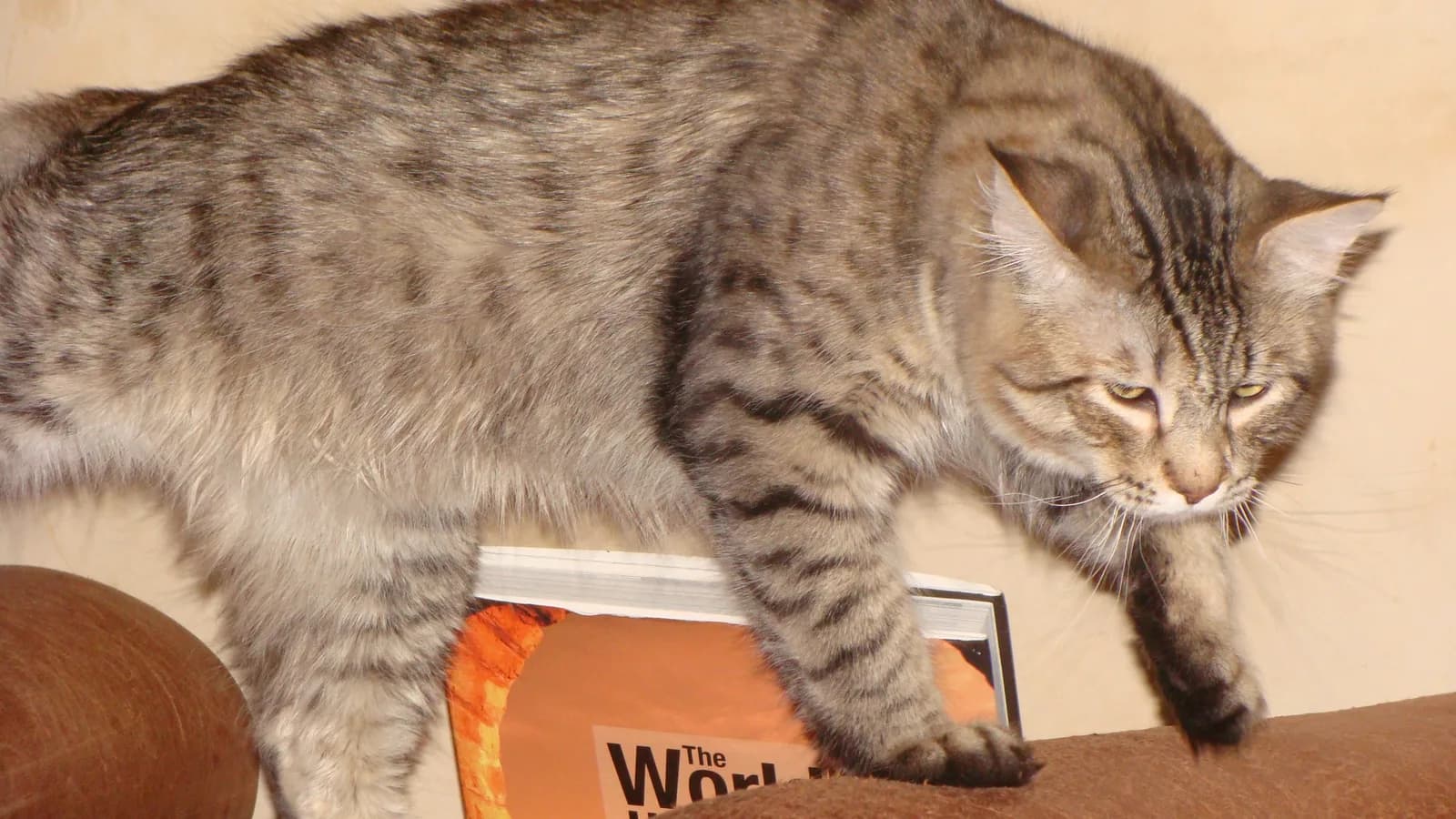 Gray striped Pixie-bob walking along a sofa arm over a magazine