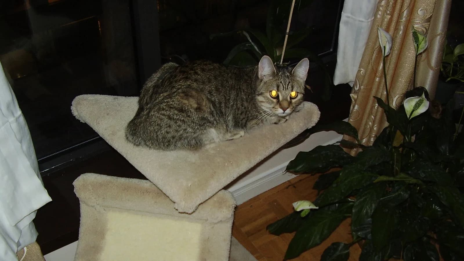 Pixie-bob resting on a cat tree at home, the breed whose polydactyl paws carry their own price band