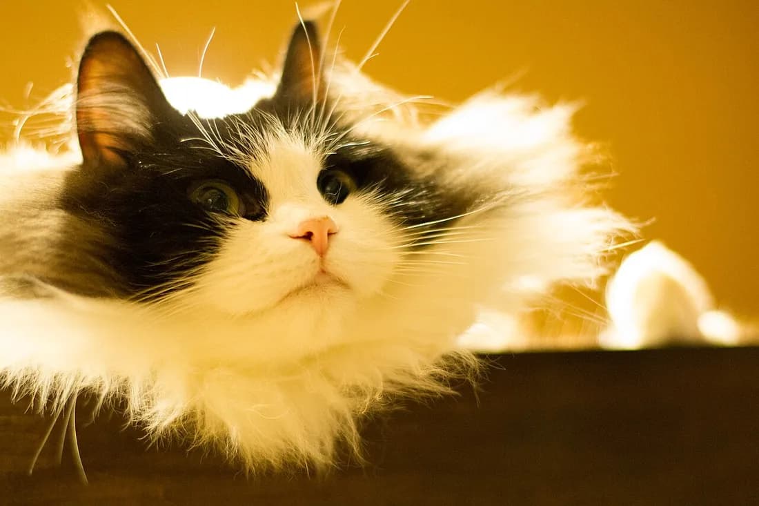 Black and white Ragamuffin close-up, backlit fluffy fur and green eyes