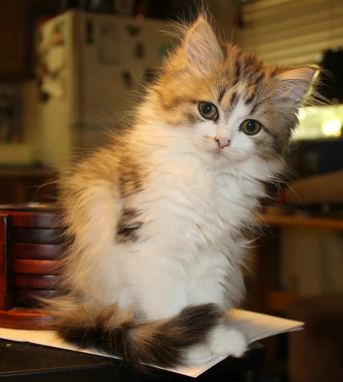 Fluffy tortoiseshell and white Ragamuffin kitten sitting on a table