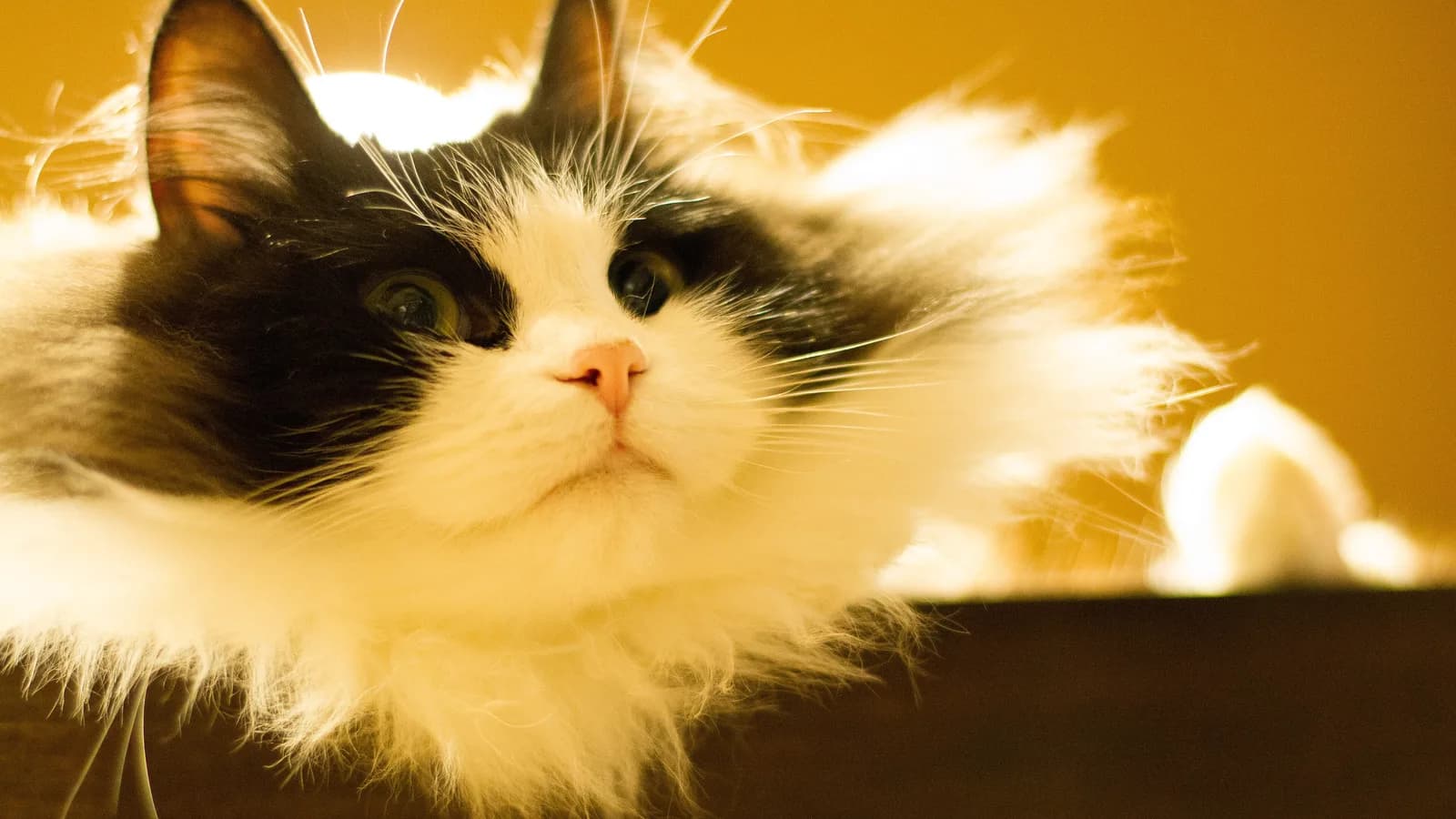 Black and white Ragamuffin close up, plush fur glowing in warm backlight