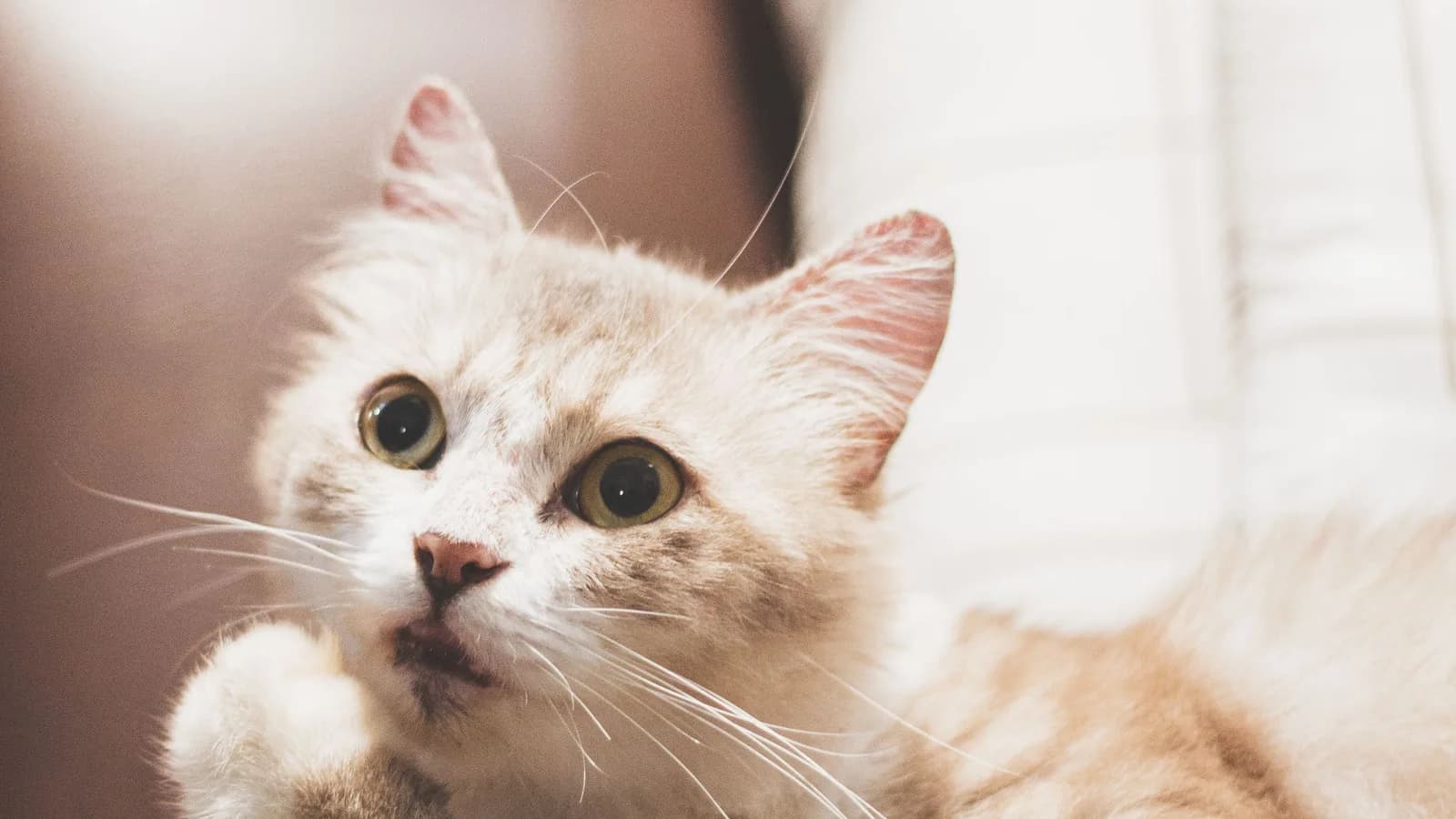 RagaMuffin with walnut-shaped non-blue eyes and an unpointed coat, the exact traits a show Ragdoll cannot have