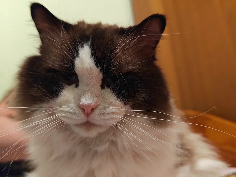 Seal bicolor Ragdoll portrait, the white inverted V splitting the dark mask