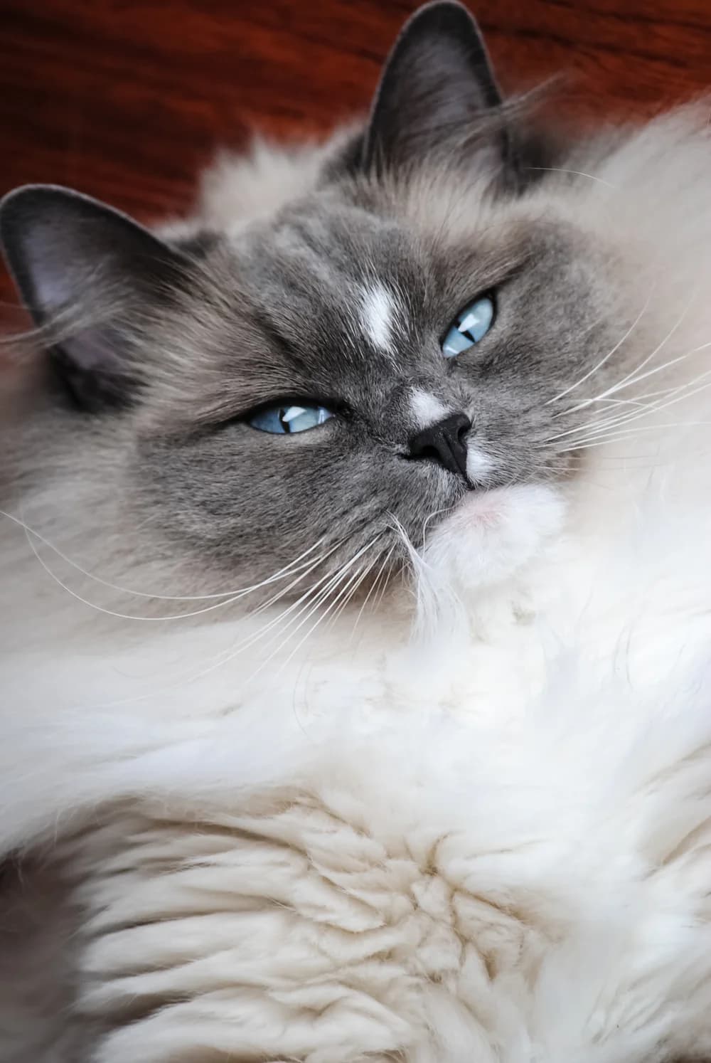 Blue point Ragdoll lolling on its back, slate mask and ice-blue eyes over a white chest