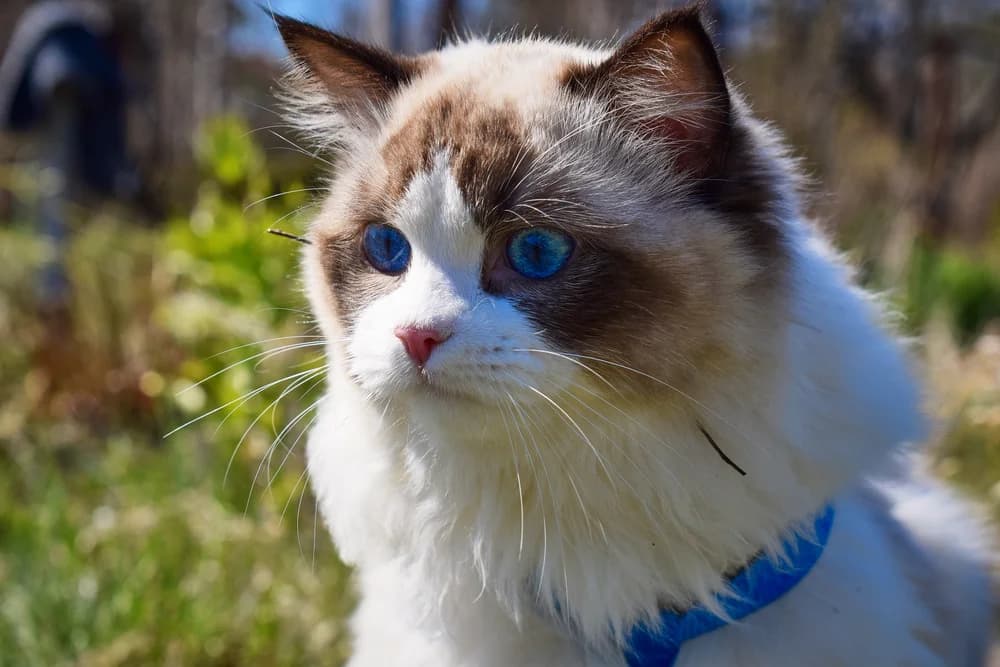 Young seal bicolor Ragdoll outdoors in sunlight, white blaze and a blue harness