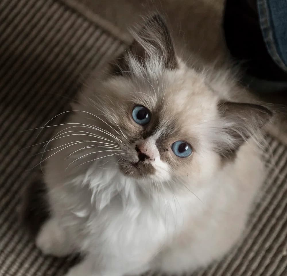 Ragdoll kitten looking up at the camera, points just arriving on the ears and nose
