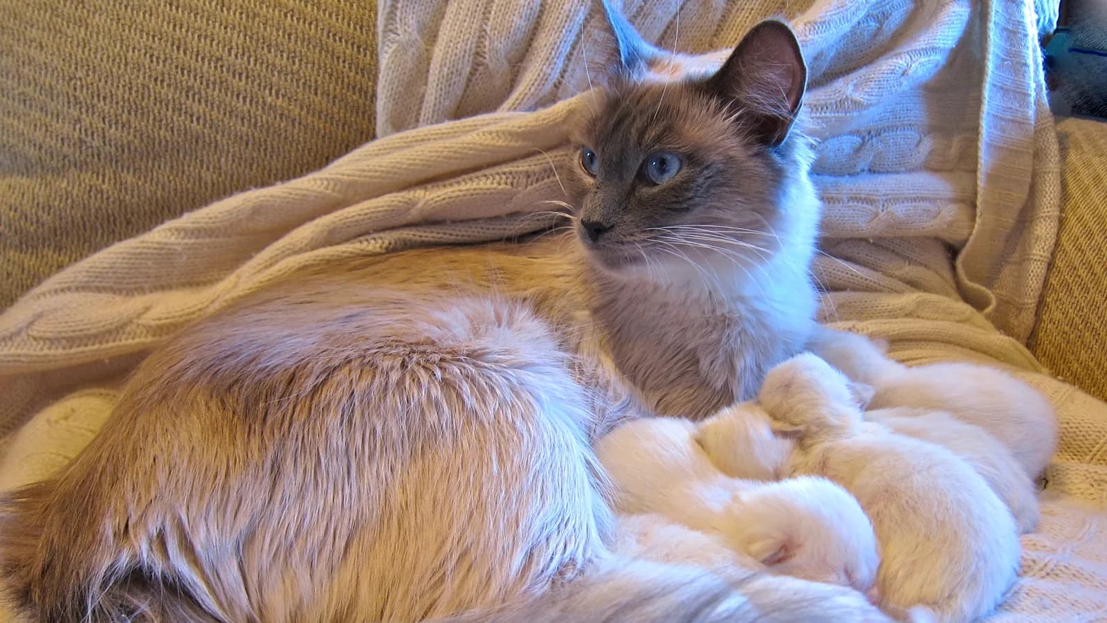 Ragdoll queen with her litter of newborn kittens, still nearly white