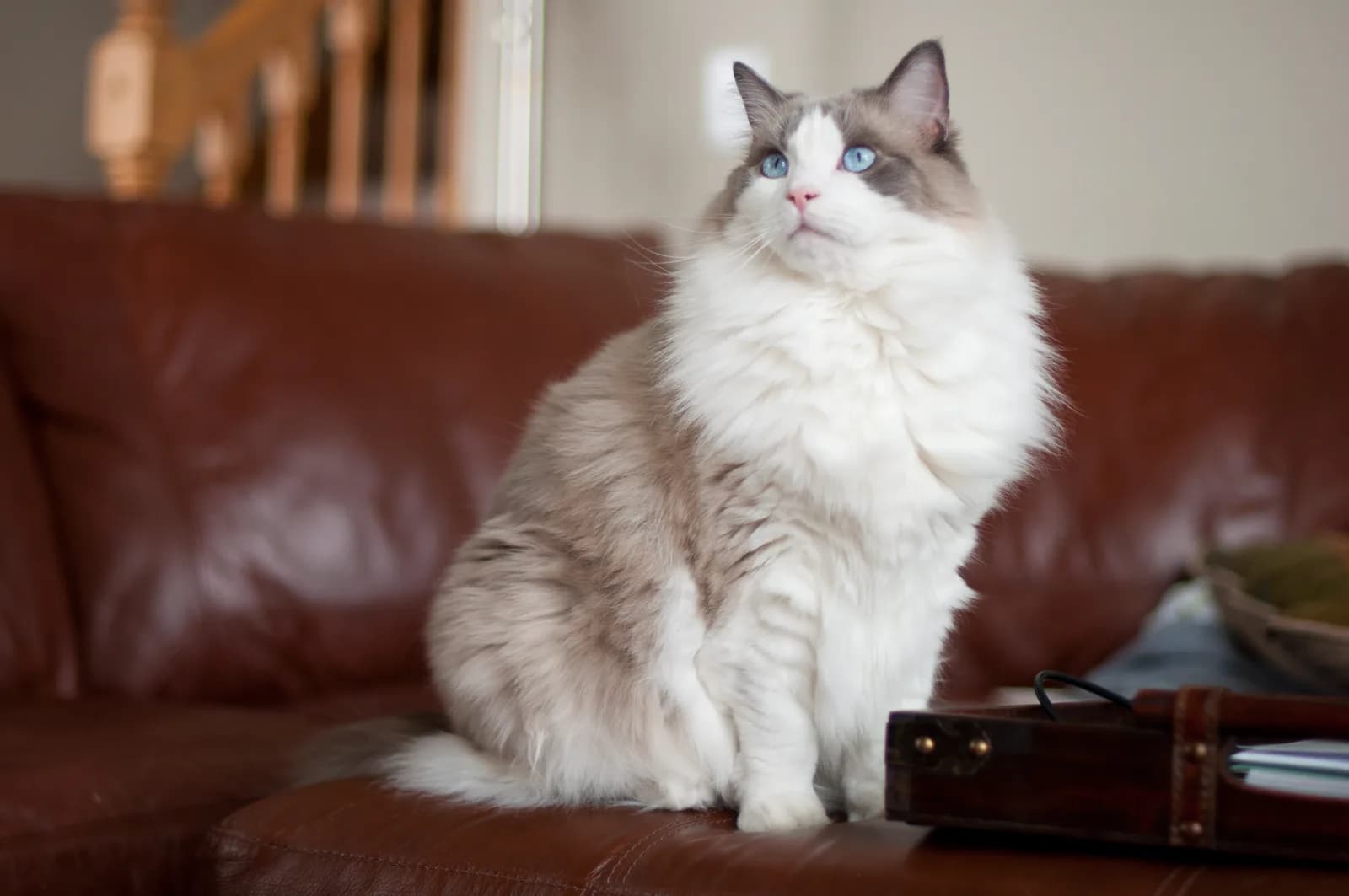 Seal bicolor Ragdoll sitting upright on a leather sofa, blue eyes over a full white ruff