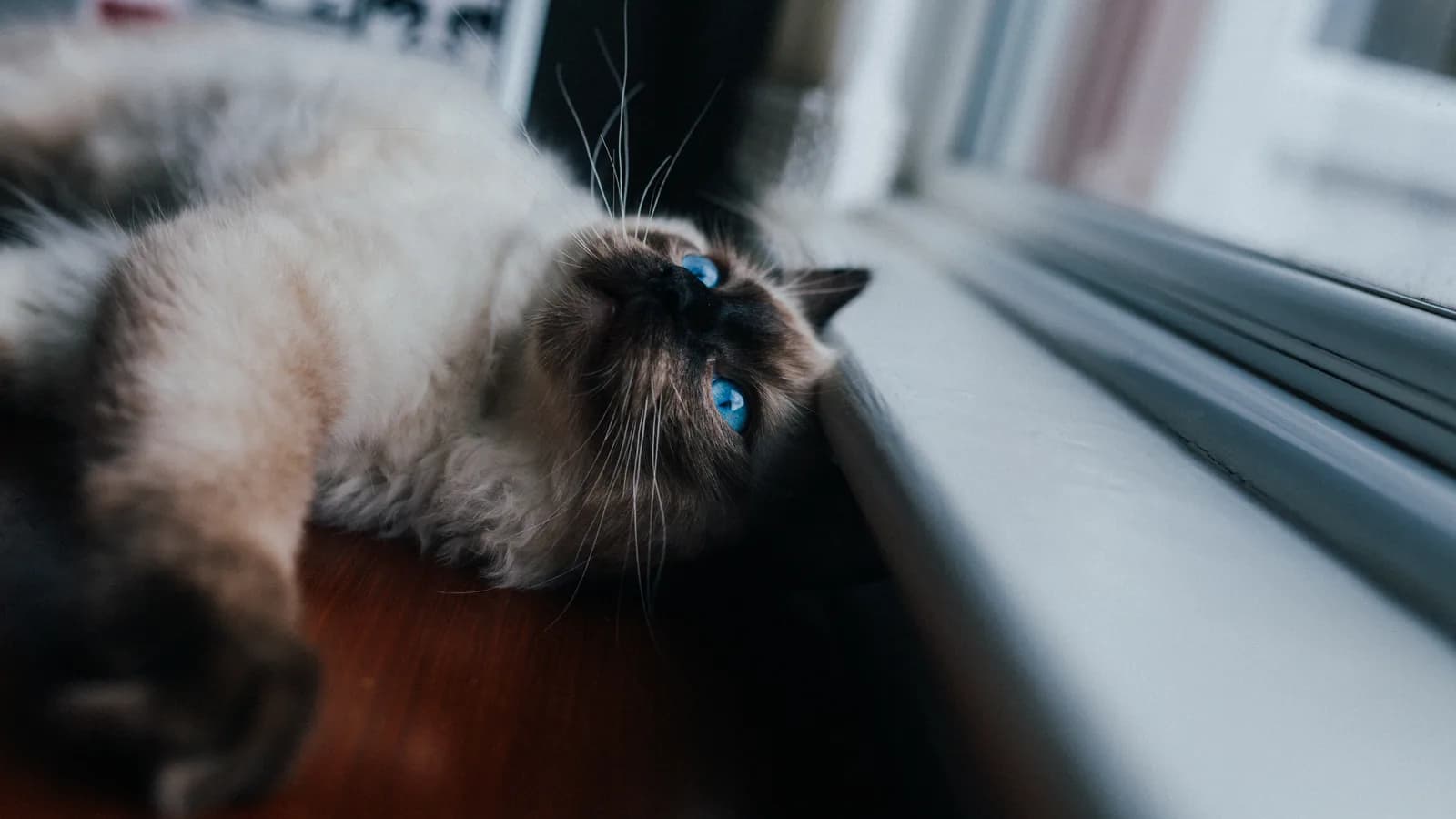 Seal point Ragdoll lying upside down by a window, blue eyes looking up