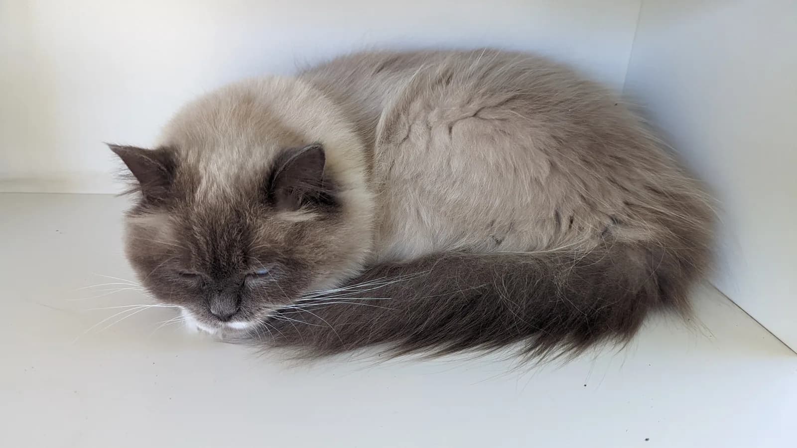 Blue point Ragdoll curled up asleep on a white shelf, tail wrapped around
