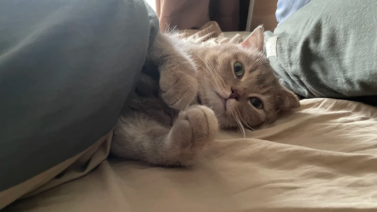 A declared Ragdoll cross (Ragdoll x American Shorthair per the source): short grey coat, green eyes, none of the pointed signature