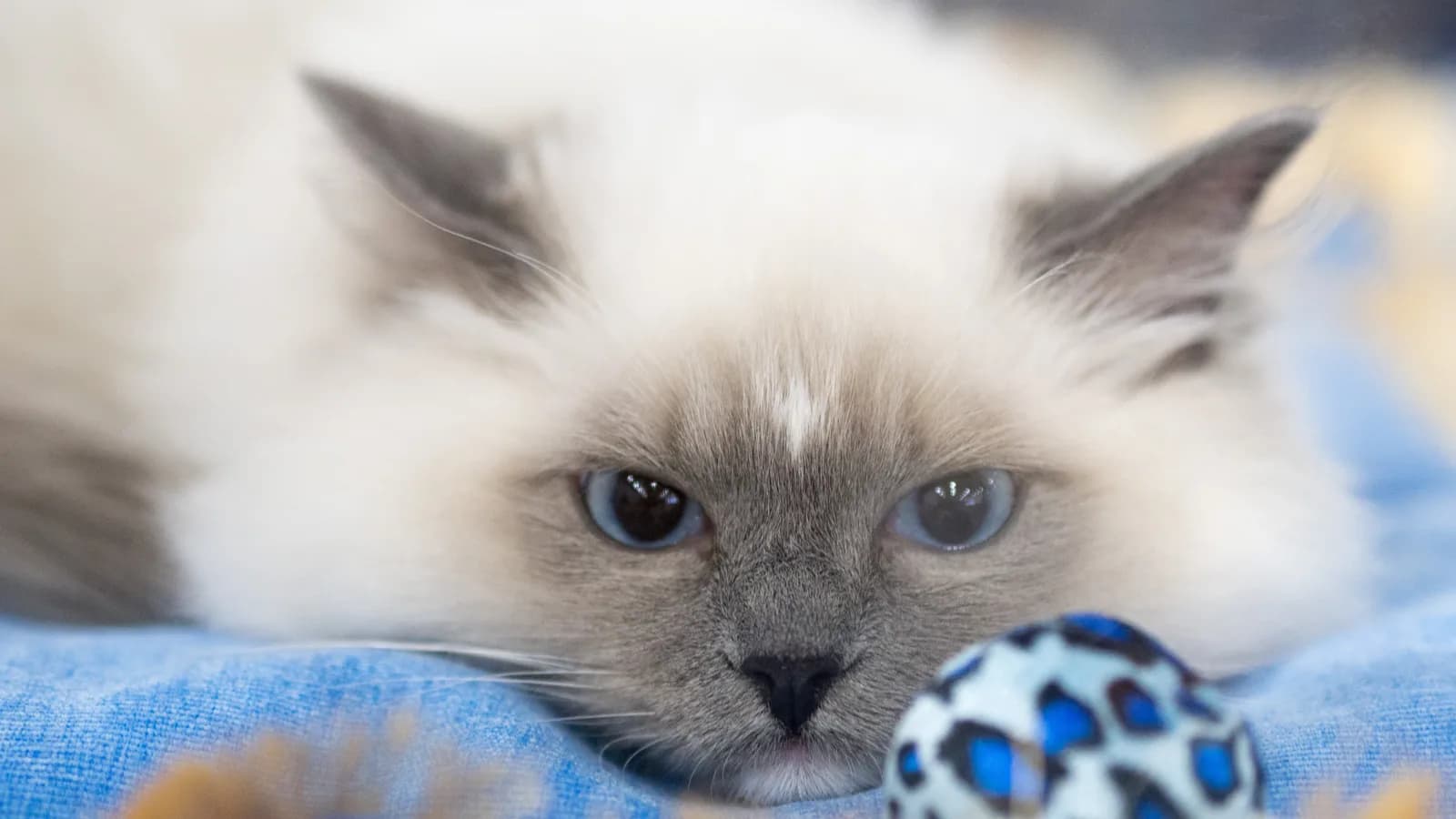 Blue point and white Ragdoll resting its chin on a blanket beside a toy ball