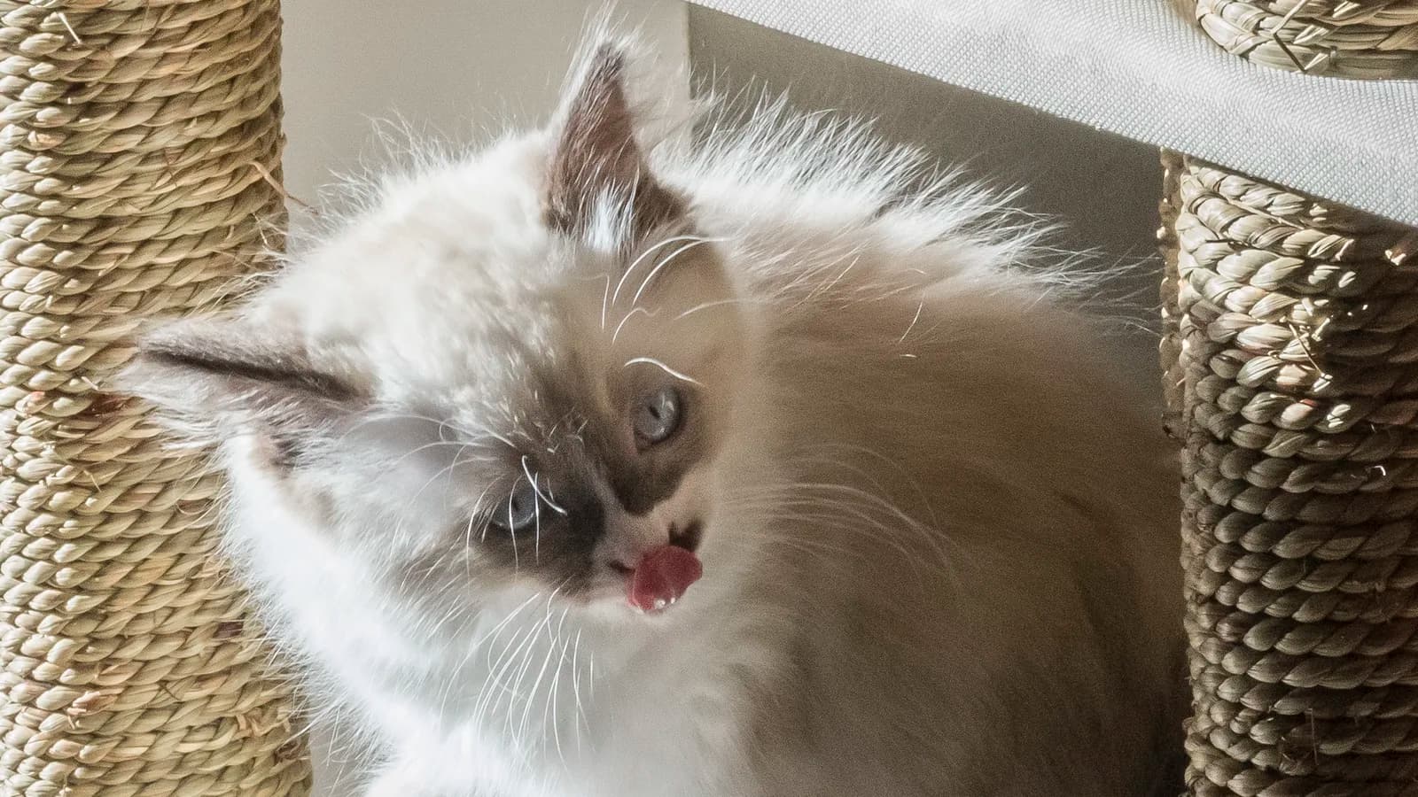 Ragdoll kitten on a cat tree, tongue out mid-lick