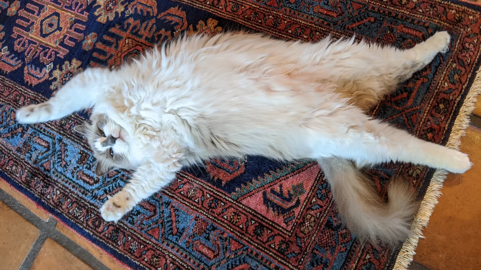 Ragdoll stretched out full length on a rug, seen from above