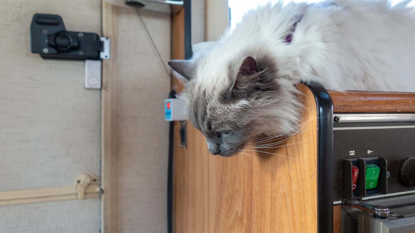 Blue point Ragdoll draped over a campervan counter, head hanging in classic laid-back pose