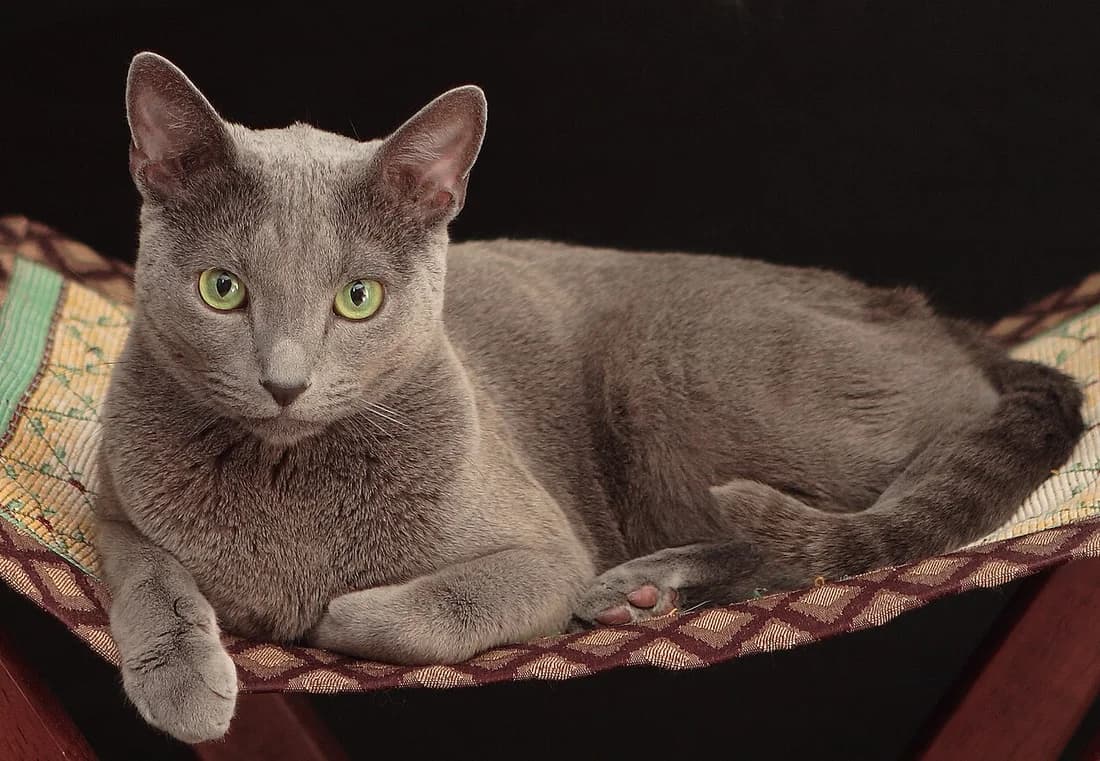 American-type Russian Blue