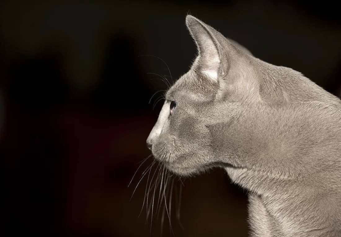 Russian Blue show cat in studio light