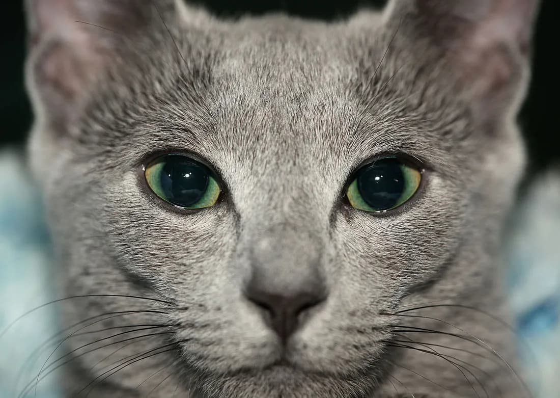 Russian Blue at a Moscow show