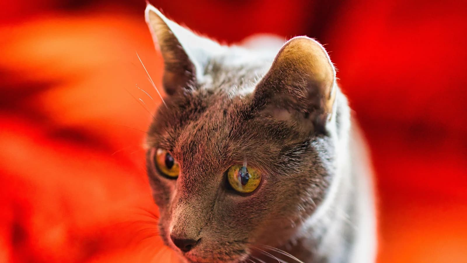 Russian Blue portrait, the silver-tipped blue coat and green eyes