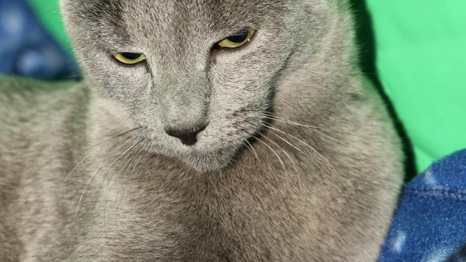 Russian Blue show cat with green eyes, the fine-boned build the standards describe
