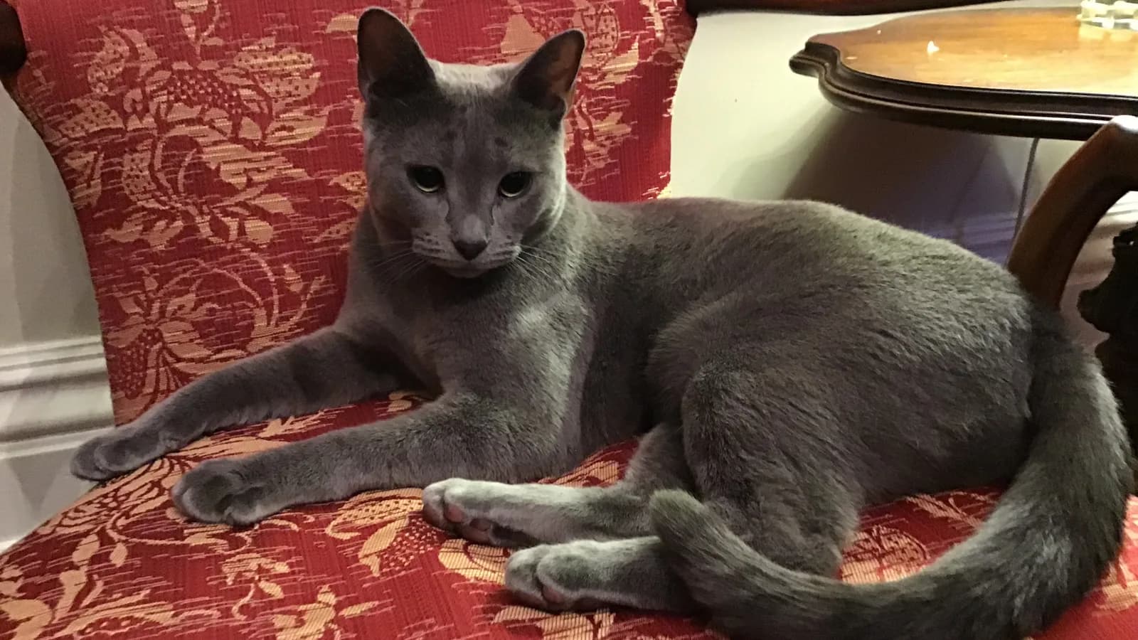 Russian Blue lounging on a patterned sofa at home, where the allergy question lives
