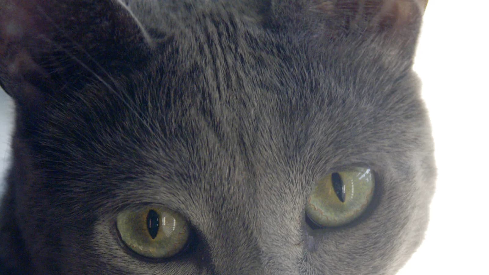 Close-up of a grey domestic shorthair with yellow-green eyes, the look-alike most grey cats are