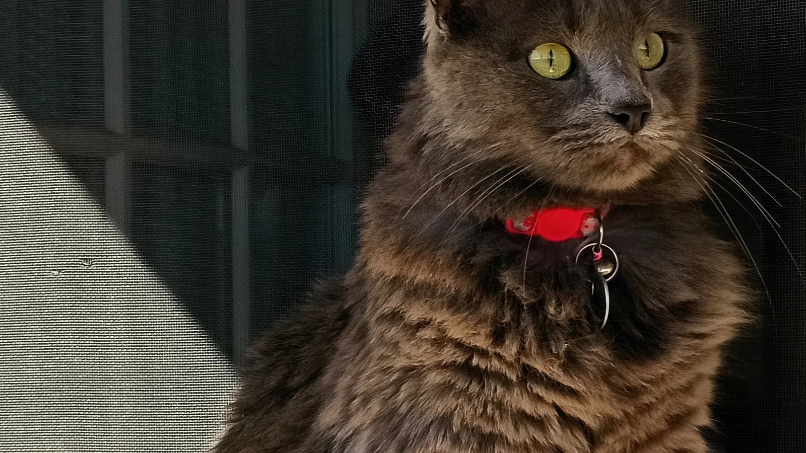 Nebelung with green eyes and semi-long blue-grey coat looking out a door