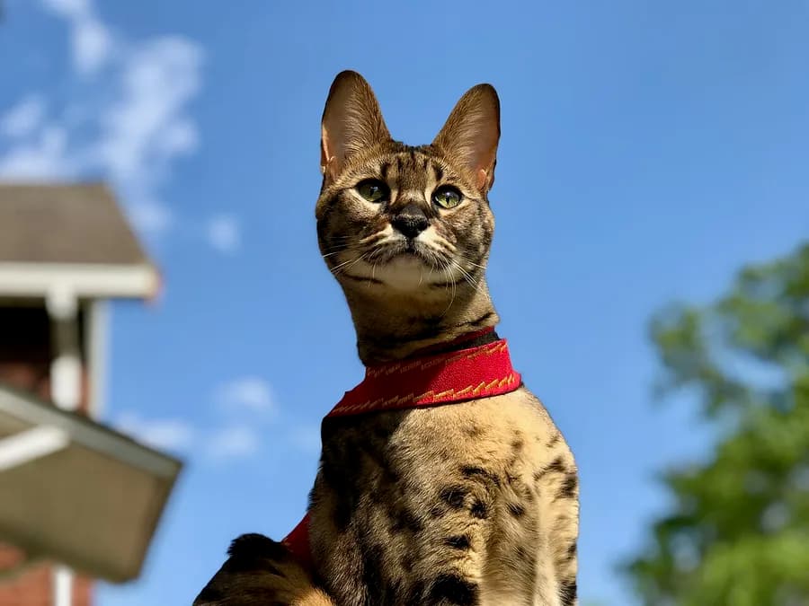 Spotted Savannah cat with tall ears wearing a red harness against a blue sky