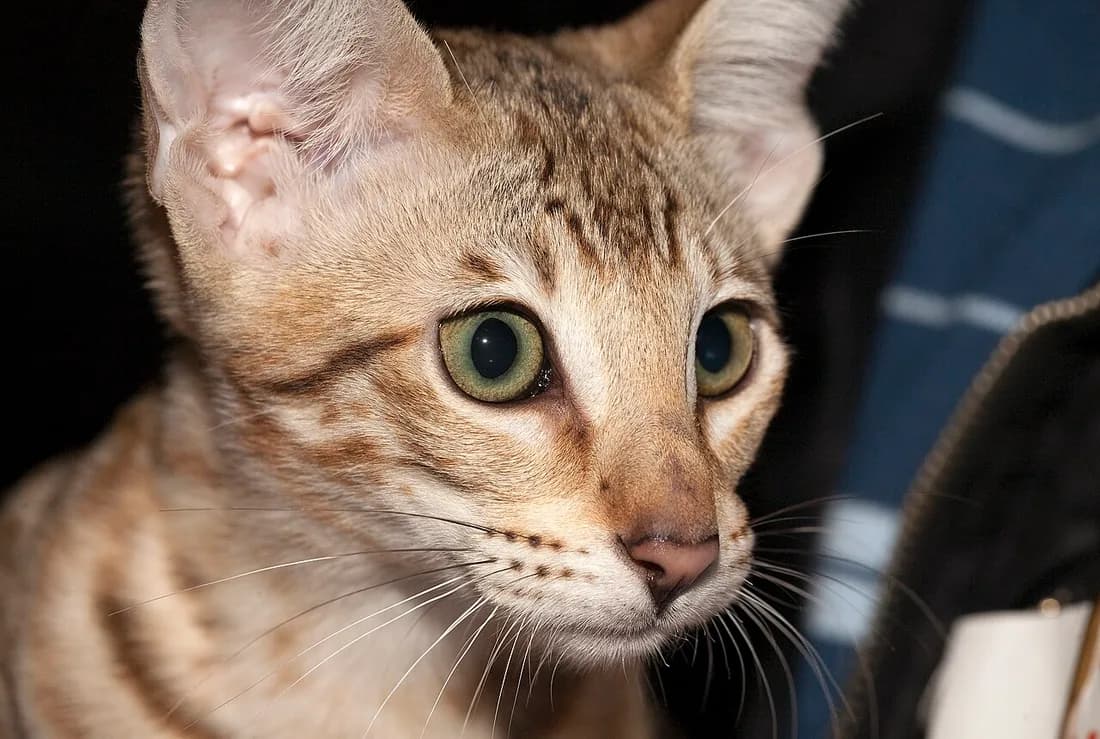 Spotted Savannah kitten close up, tall ears and green eyes, alert expression