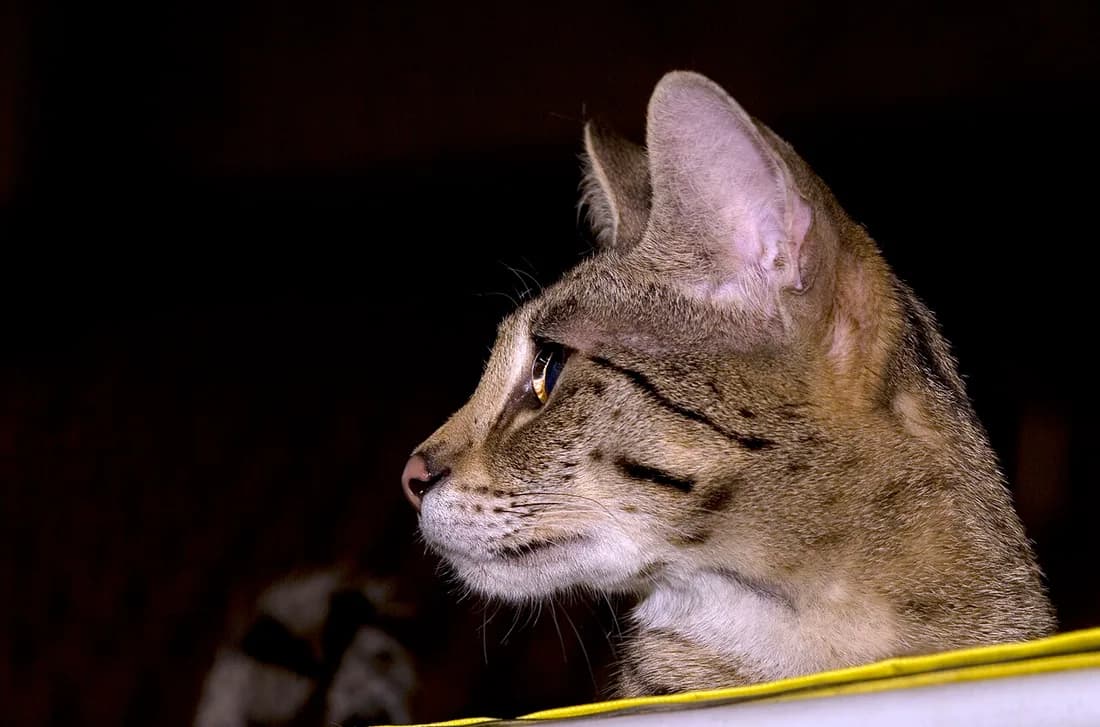Savannah cat in close profile, spotted golden coat and large upright ears in low light
