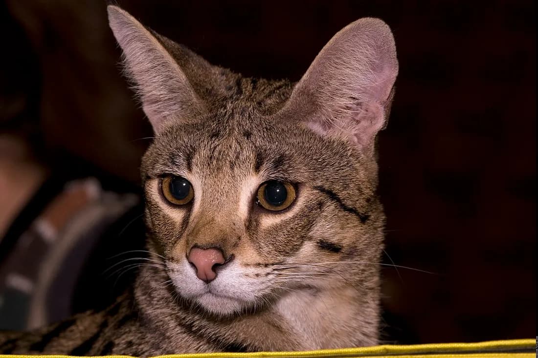 Close-up of a spotted Savannah cat's face, tall rounded ears and gold eyes