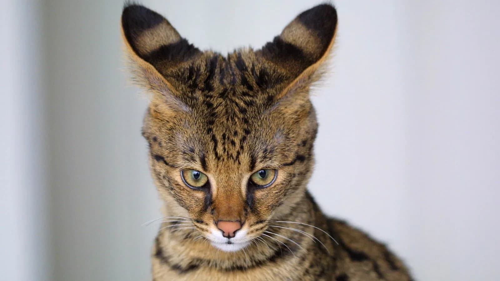 Close up of a spotted Savannah cat's face, showing its tall ears and green eyes