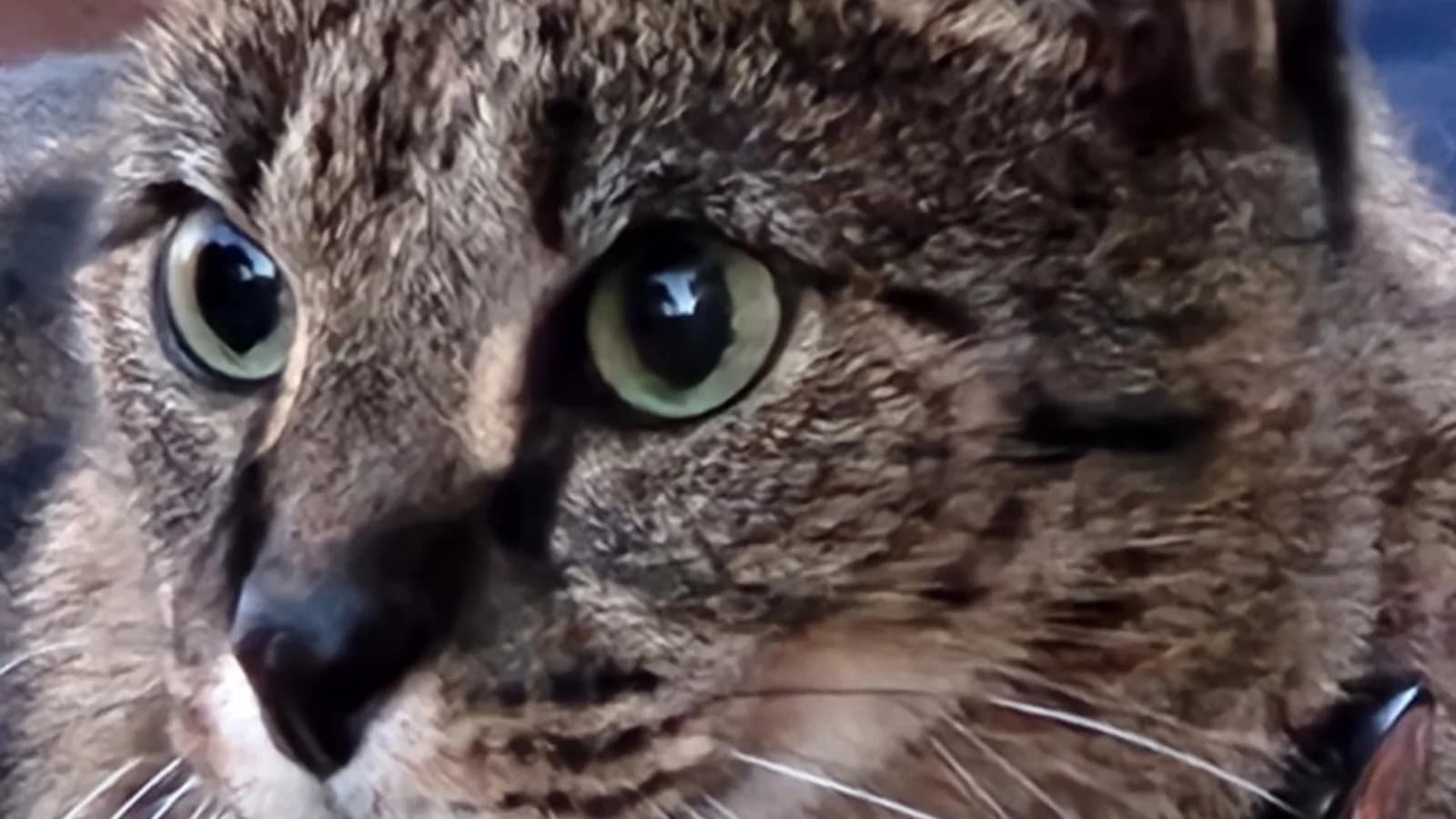 Adult F1 Savannah staring wide-eyed: genetically, every verified Ashera was exactly this cat