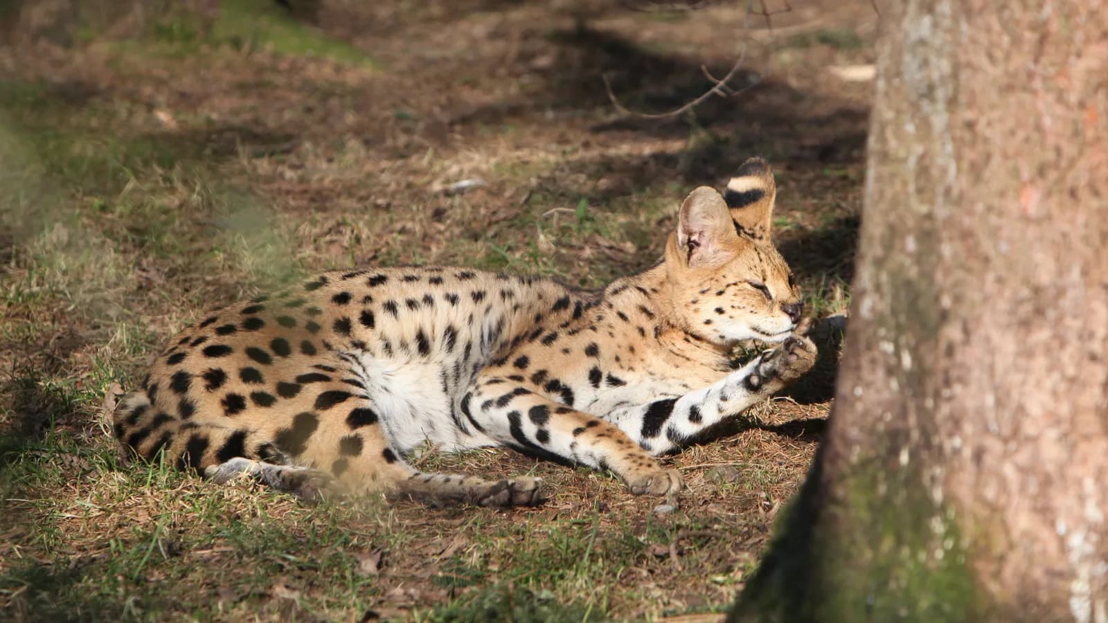 An African serval lying in dappled sun: the wild parent every F-number counts away from