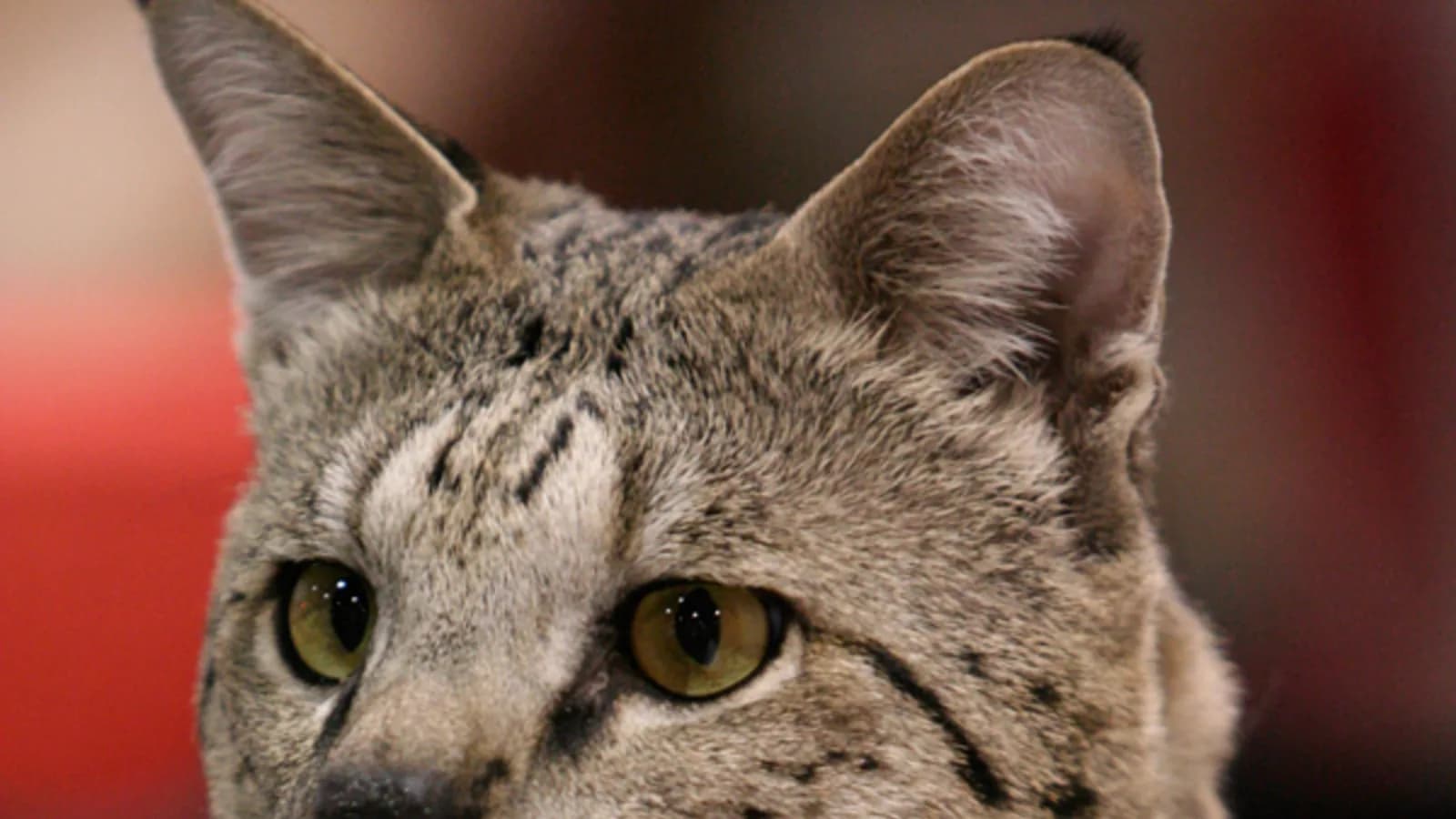 Close portrait of Motzie, an F2 Savannah, the calm indoor companion the allergy question is really about